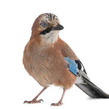 Image for Just like humans, more intelligent jays have greater self-control