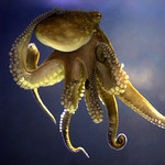 Image for Amy Courtney talks Octopuses on the BBC Infinite Monkey Cage Podcast!