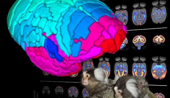 Image for Research Asst/Assoc in Behavioural Neuroscience (Fixed Term)
