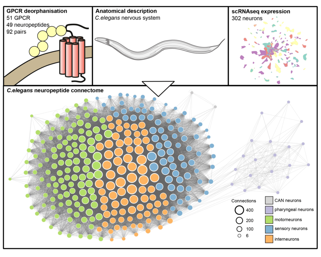 Graphic illustrating the datasets used and the wireless neuropeptide network in the worm. At the top are represented the three datasets: the 92 receptor-ligand interactions identified, the anatomical description of the nervous system of the worm and the single neuron expression dataset for the 302 neurons in the worm. These were used to build the wireless neuropeptide network shown in the main panel.