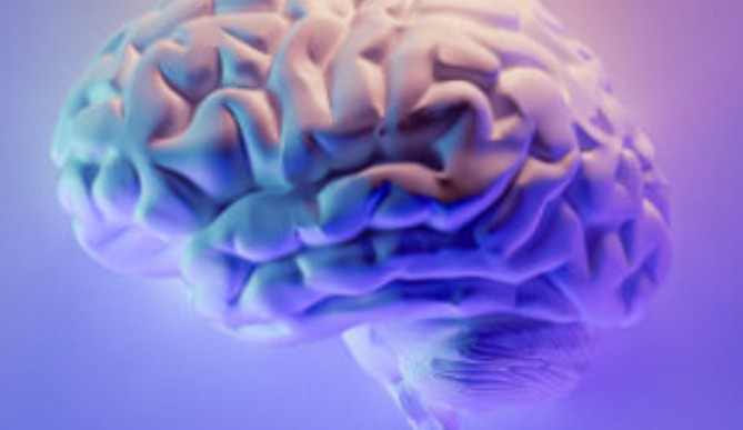 Image for Human Brain Anatomy Courses