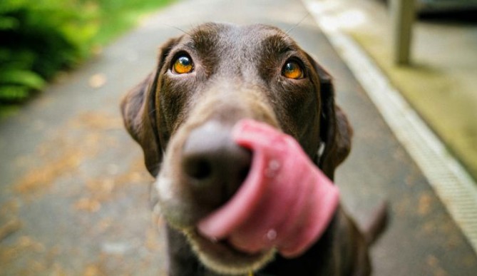 Image for Scientists identify genes that make humans and Labradors more likely to become obese